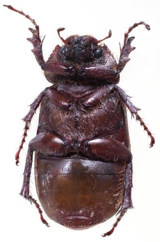 Pentelia serrulata